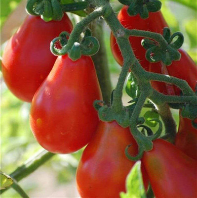 CYBEXIS High Yield Tomato Red Pear Seeds500 Seeds Seed(500 per packet)