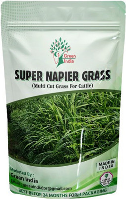 Green India SUPER NAPIER GRASS HIGH YIELD Seed(500 per packet)