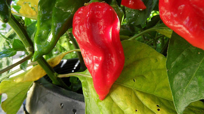 ActrovaX Fatalii Red Chilli Pepper [2000 Seeds] Seed(2000 per packet)
