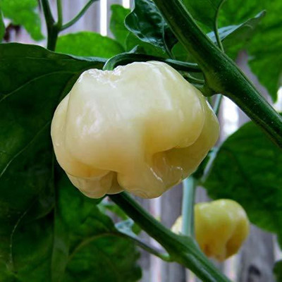Aywal शिमला मिर्च Capsicum/Shimla Mirch Seed(440 per packet)