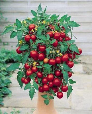 WILLVINE Tomato F1 Tumbling Tom- great for containers and patios Seed(500 per packet)