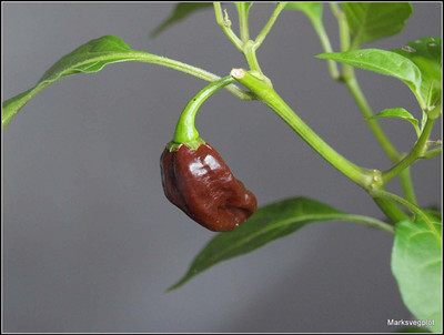 ActrovaX Chocolate Devil's Tongue Pepper Chilli [250 Seeds] Seed(250 per packet)