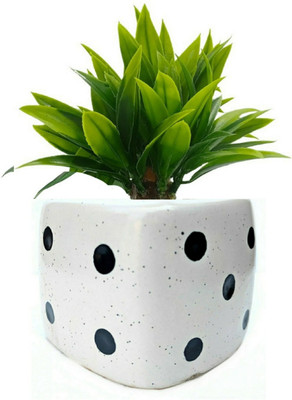 Luminescence Enterprises Ceramic Ludo Dice Shaped Planter, White Color, Pack Of 1 Plant Container Set(Ceramic)