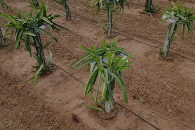 UGALLO Dragon Tree(Hybrid, Pack of 1)