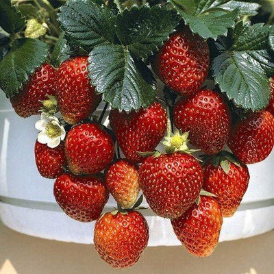 Biosnyg Alpine Strawberry Seeds 25 Seeds Seed(25 per packet)