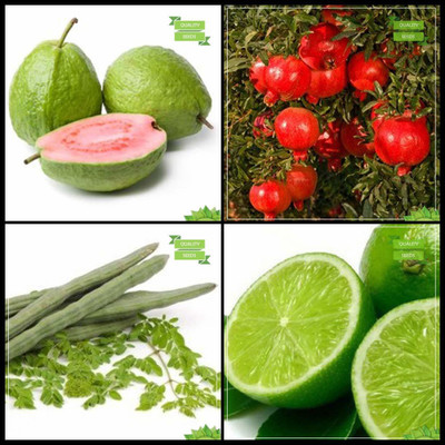 WILLVINE ™India Combo Fruit : Guava, Pomagranate Dwarf, Moringa, Citrus Seeds Seed(200 per packet)