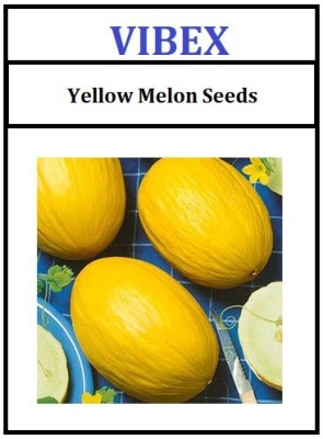 ActrovaX Natural Yellow Muskmelon - Musk Melon Golden (Orange Flesh) [4000 Seeds] Seed(4000 per packet)