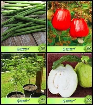 ActrovaX Moringa, Cashew Seed, Sweet Neem , Thailand Guava Tree [100 Seeds] Seed(100 per packet)