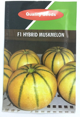 WILLVINE musk melon Seed(200 per packet)
