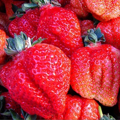 Biosnyg Organic Rare Giant Red Strawberry Seeds Delicious Fruit Seeds Non-GMO 25 Seeds Seed(25 per packet)