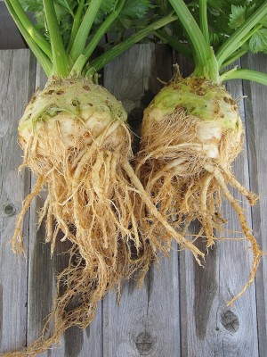 Biosnyg Celeriac Root Celery Leaf seeds 25gm Seeds Seed(25 g)