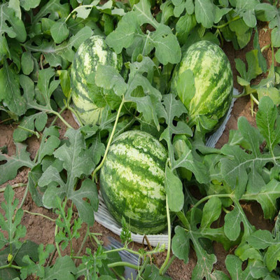 WILLVINE Improved Yellow Watermelon Striped High Quality Seeds Seed(100 per packet)