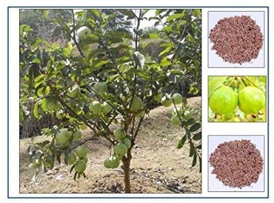 ActrovaX Fruit - Giant Thailand Guava Thai Guava Fruit Plant [10gm Seeds] Seed(10 g)