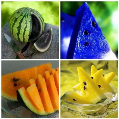 ActrovaX Dwarf Potted Fruit - Watermelon - Black Blue Yellow Orange [10gm Seeds] Seed(10 g)