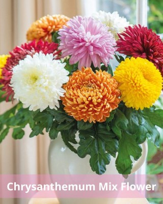 Gromax India Update New Quality Chrysanthemum Multi-Color Flower Pack Of 40 Seeds Seed(40 per packet)