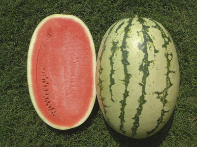 WILLVINE Watermelon Seed(50 per packet)