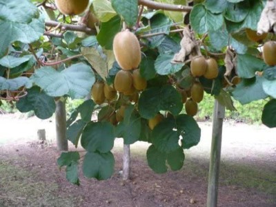 Biosnyg KIWI FRUIT Kiwi Actinidia Vine Seeds 1gm Seeds Seed(1 g)