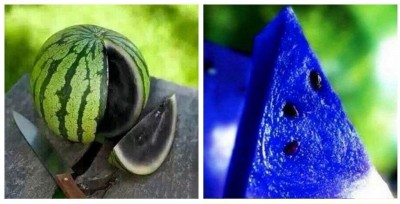 Biosnyg Blue & Maroon Watermelon Dwarf Potted Fruit Seeds Combo 10gm Seeds Seed(10 g)