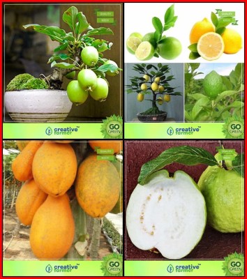 ActrovaX Guava, Lemon Fruit, Papaya, Giant Guava Fruit Bonsai Suitable Fruit [100 Seeds] Seed(100 per packet)