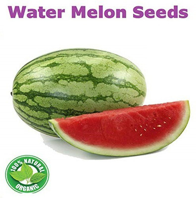 WILLVINE ™Watermelon - Improved Yellow Striped High Quality Seeds Seed(200 per packet)