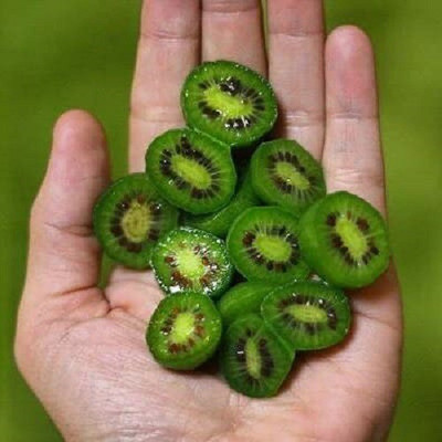 ActrovaX Kiwi Seed(200 per packet)