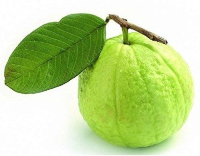 ActrovaX Organic Red Thailand Guava Fruit [10gm Seeds] Seed(10 g)