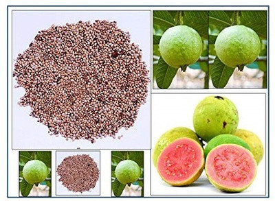 Biosnyg Real Guava Hybrid Fruit Seeds 1gm Seeds Seed(1 g)