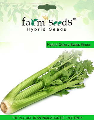 Biosnyg Hybrid Celery Swiss Green 1 packet seeds 2500 Seeds Seed(2500 per packet)