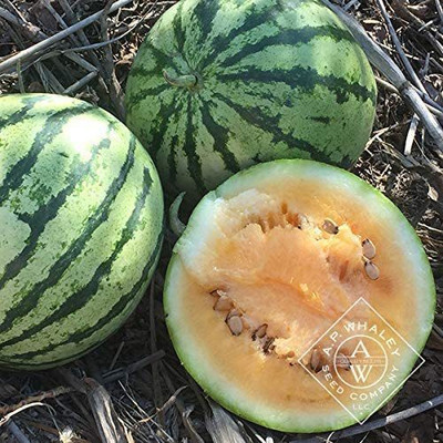 WILLVINE ™Rare Yellow Meated Watermelon Heirlooms Prolific, ExtraSweet Seed(200 per packet)