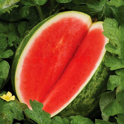 WILLVINE Fruit Melon Seeds Seedless Watermelon Seed(50 per packet)