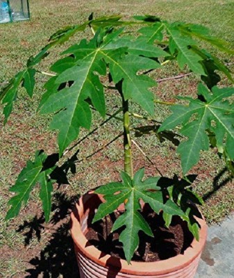 ActrovaX Green World Red Lady Papaya Seed 786 F1 Hybrid [10gm Seeds] Seed(10 g)