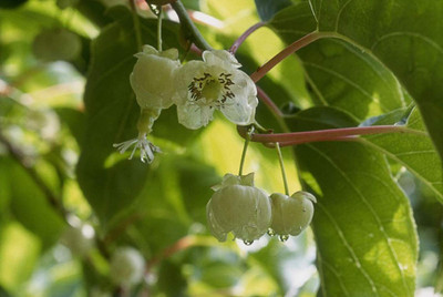 WILLVINE Mini Kiwi Fruit Bonsai Plant Tree Seeds -Rare Dwarf Plant Seed(50 per packet)