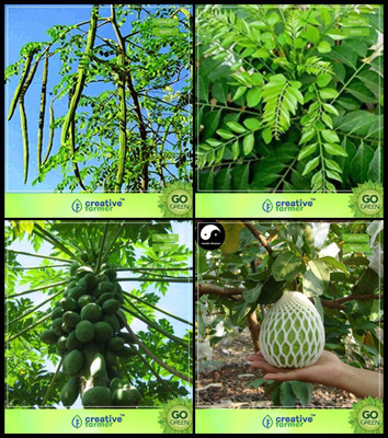 WILLVINE Guava Seed(50 per packet)