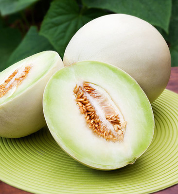 WILLVINE Sugar Melon Seeds - Muskmelon Seeds Exotic Seeds Seed(100 per packet)