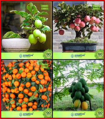 ActrovaX Guava, Apple, Orange, Papaya Fruit Bonsai [200 Seeds] Seed(200 per packet)