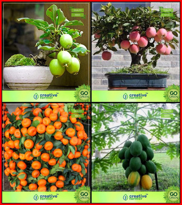 WILLVINE Guava, Apple, Orange, Papaya Fruit Bonsai Seeds Seed(100 per packet)