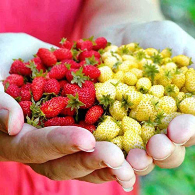Biosnyg Strawberry Seeds Red Yellow Mixed 25 Seeds Seed(25 per packet)