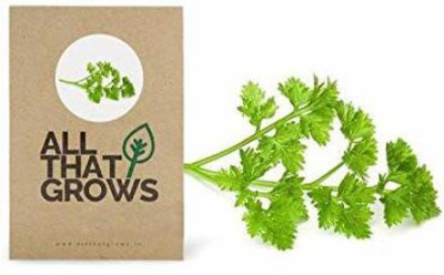WILLVINE Celery seeds Tall Utah seeds (Non GMO - Non Hybrid seeds) Seed(1000 per packet)