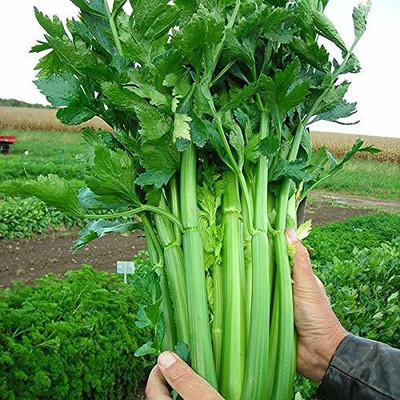 Biosnyg Celery Non-GMO Seeds 100gm Seeds Seed(100 g)