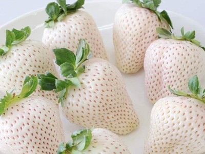 Biosnyg Strawberry Seeds White Snow Alpine Strawberry,Fragaria 25 Seeds Seed(25 per packet)