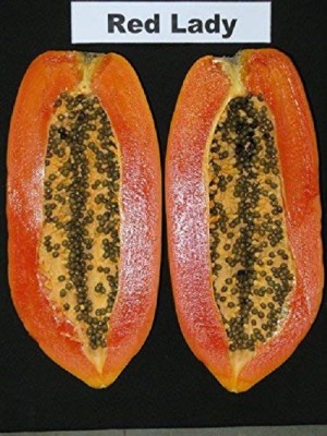 Biosnyg Hybrid Papaya Papita Seeds 5gm Seeds Seed(5 g)