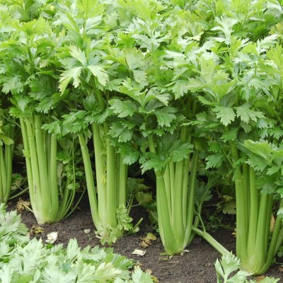 Biosnyg Tall Utah Celery Apium Graveolens Vegetable Seeds 25gm Seeds Seed(25 g)
