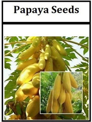 WILLVINE ™Thai Hybrid Dwarf Papaya Seeds (Yellow) Seed(200 per packet)