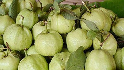 Biosnyg Amrut Fruit - Dwarf Plant Fruit Seeds 50 Seeds Seed(50 per packet)