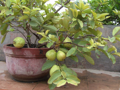 WILLVINE Bonsai Suitable Fruit Seeds : Kilogram Guava Fruit Seeds Seed(50 per packet)