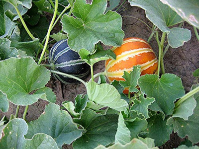 WILLVINE Musk Melon Hybrid Seeds Seed(100 per packet)