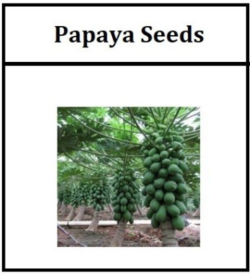 ActrovaX Dwarf Papaya F1 Hybrid Imported Fruit [6400 Seeds] Seed(6400 per packet)