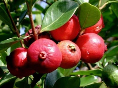 ActrovaX Delicious Strawberry Guava [400 Seeds] Seed(400 per packet)