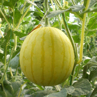 WILLVINE Unique Yellow-Skinned Watermelon Seeds, Delicious and seedless Seed(100 per packet)