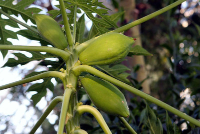 Biosnyg Organic High Yield Papaya Honey Dew Seeds 50 Seeds Seed(50 per packet)